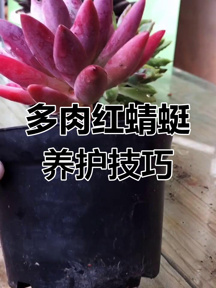 红蜻蜓多肉养护秘籍:控水、温差和紫外线让叶片更肥美