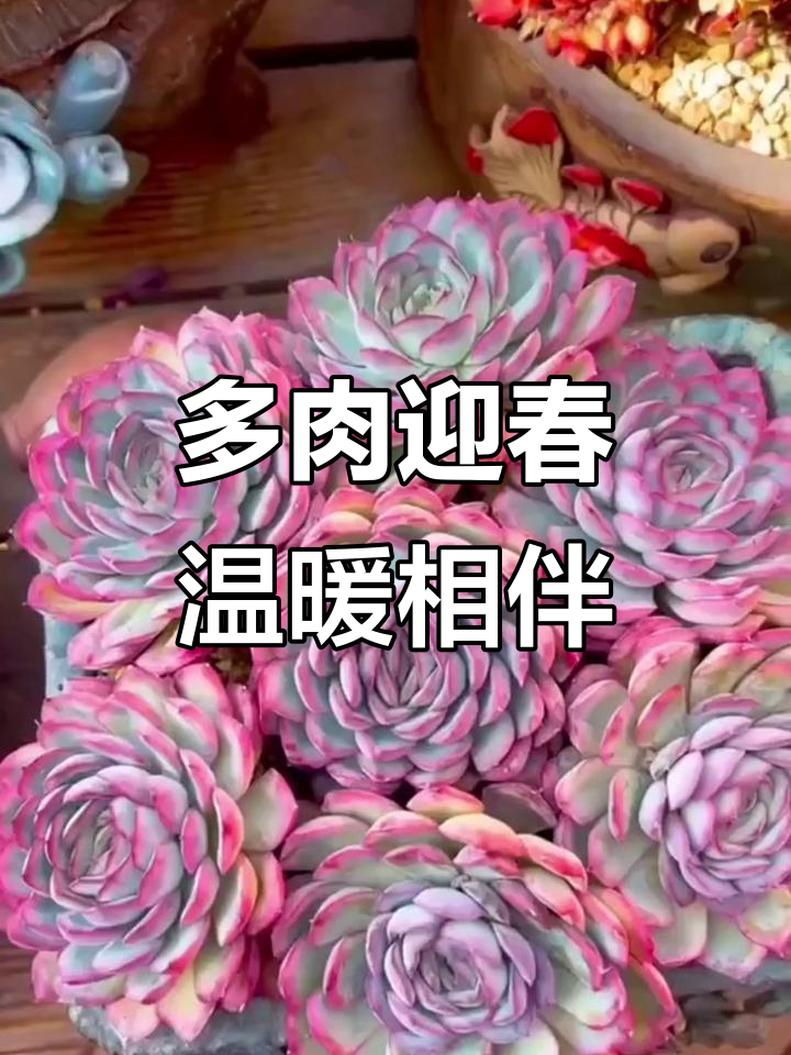 2023年,愿所有美好如约而至,多肉植物与您共度暖春时光