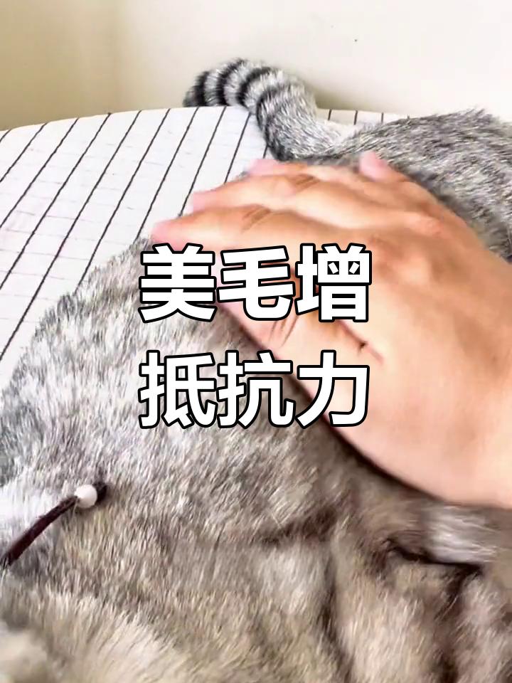 深海鱼油让猫咪毛发更亮,不掉毛的秘密武器