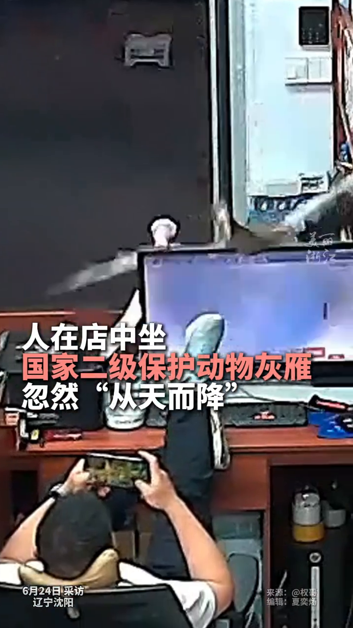 国家二级保护动物灰雁一头闯入烟酒店 店主:还以为是野鸡呢