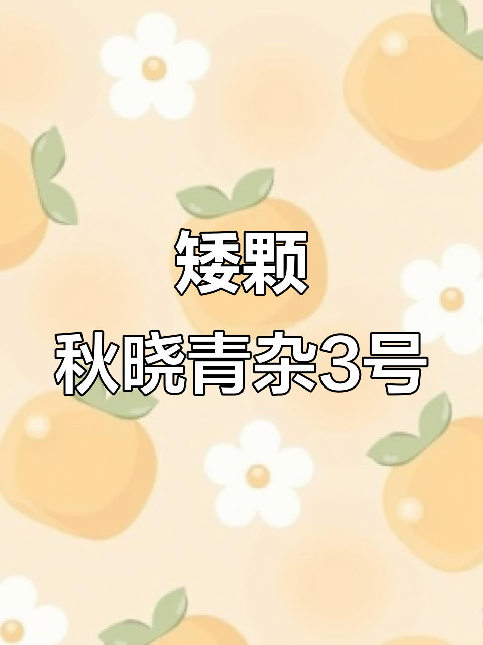 矮颗秋晓青杂3号,产地直供优质农产品