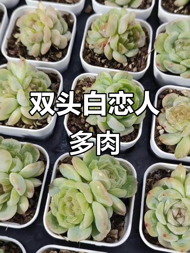 白色恋人双头福利,多肉植物养护小技巧