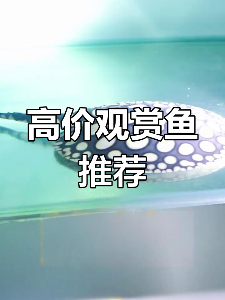 这条皇冠黑白魟鱼价值十万