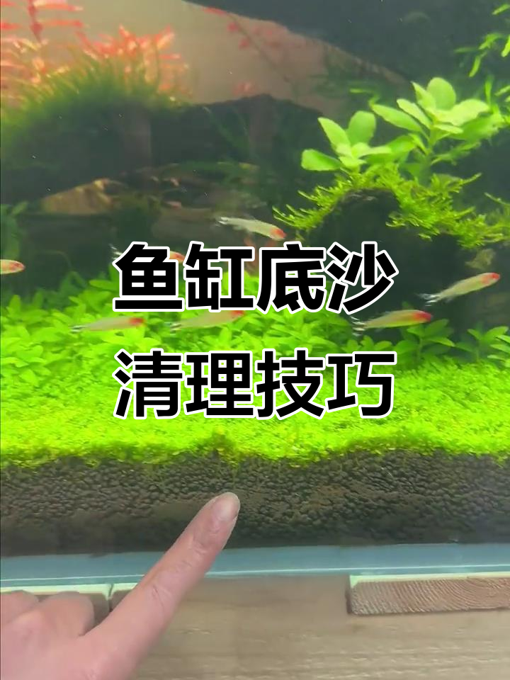 清除鱼缸底沙,有效处理粪便与残渣的实用方法