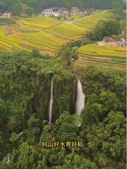 这里是人间胜地川府粮仓,稻米制品的天堂。为大竹特产黄粑(米粿、灰水粑)赋能。观视频写评论免
