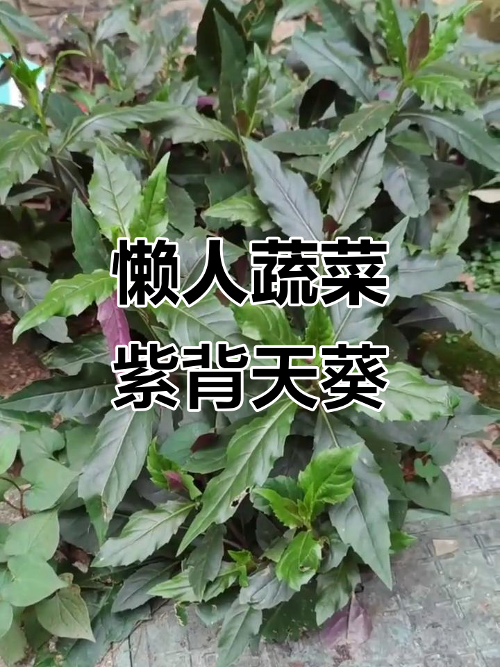 阳台种紫背天葵,轻松收获美味与健康