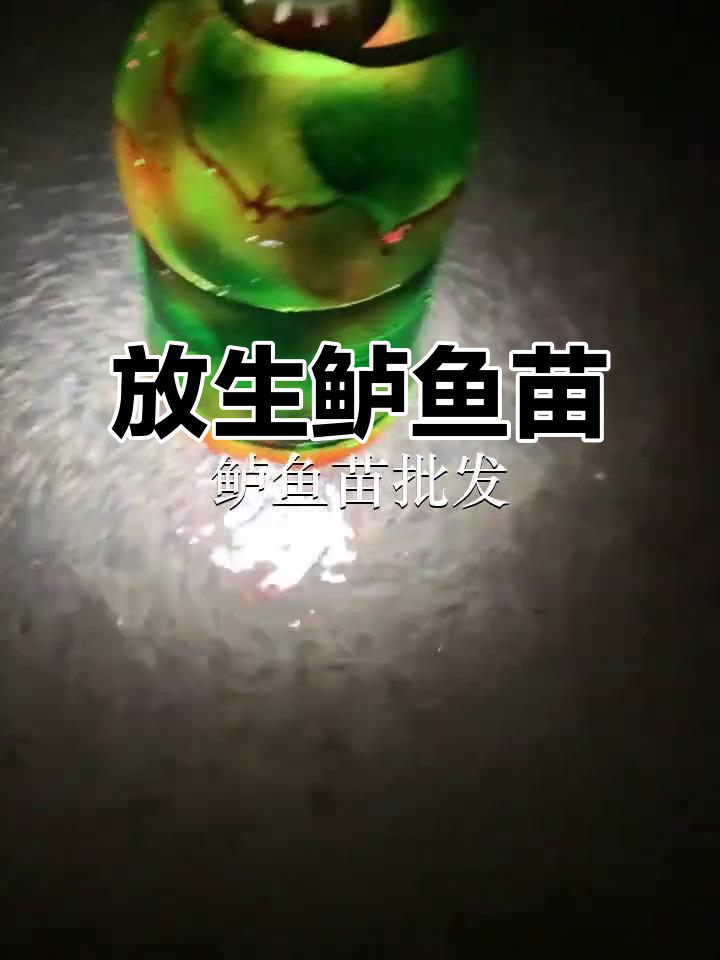 东莞望牛墩与清溪鱼苗场:放生鲈鱼苗,深圳周边生态助力