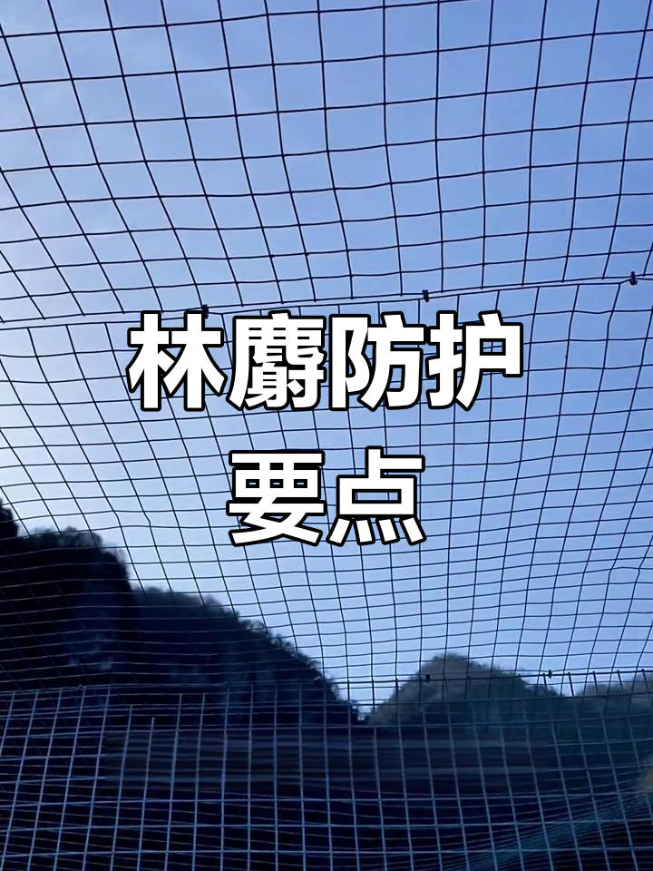 建麝场时,避免林麝入圈,以免受伤引发感染