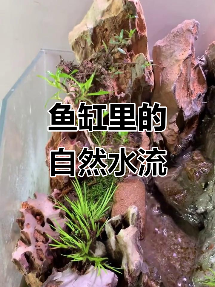 鱼缸流水景观大揭秘，幽静优雅的水杨梅设计