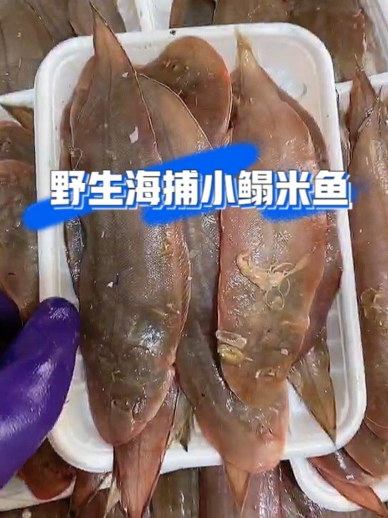 渤海纯野生的海捕小鳎米鱼