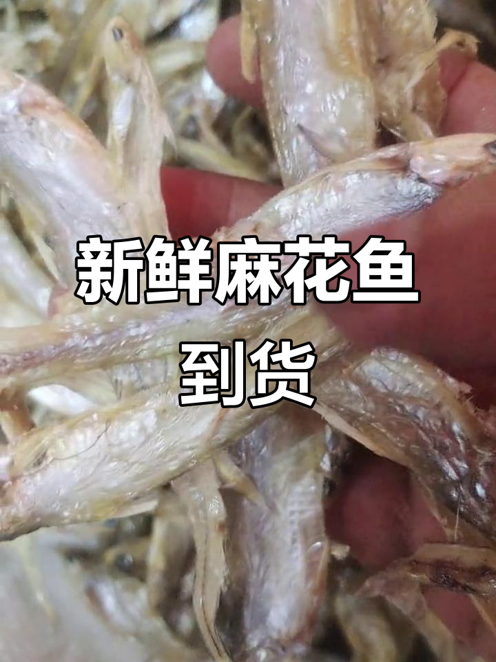 新鲜麻花鱼到货,质量上乘价格实惠