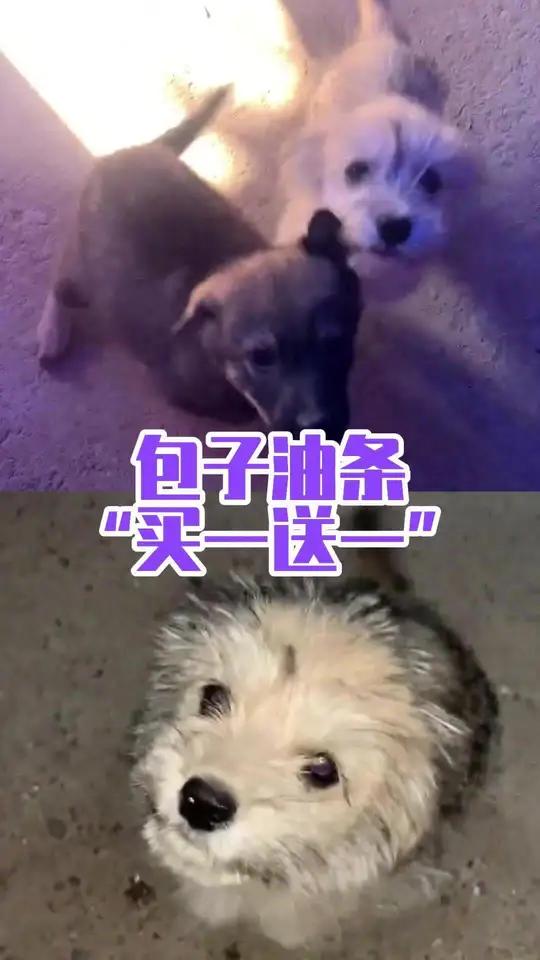 它叫包子，它兄弟叫油条！老板：我笑纳了！