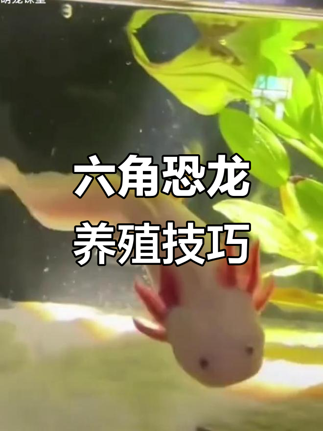 六角龙鱼饲养全攻略:水质、温度、食物管理