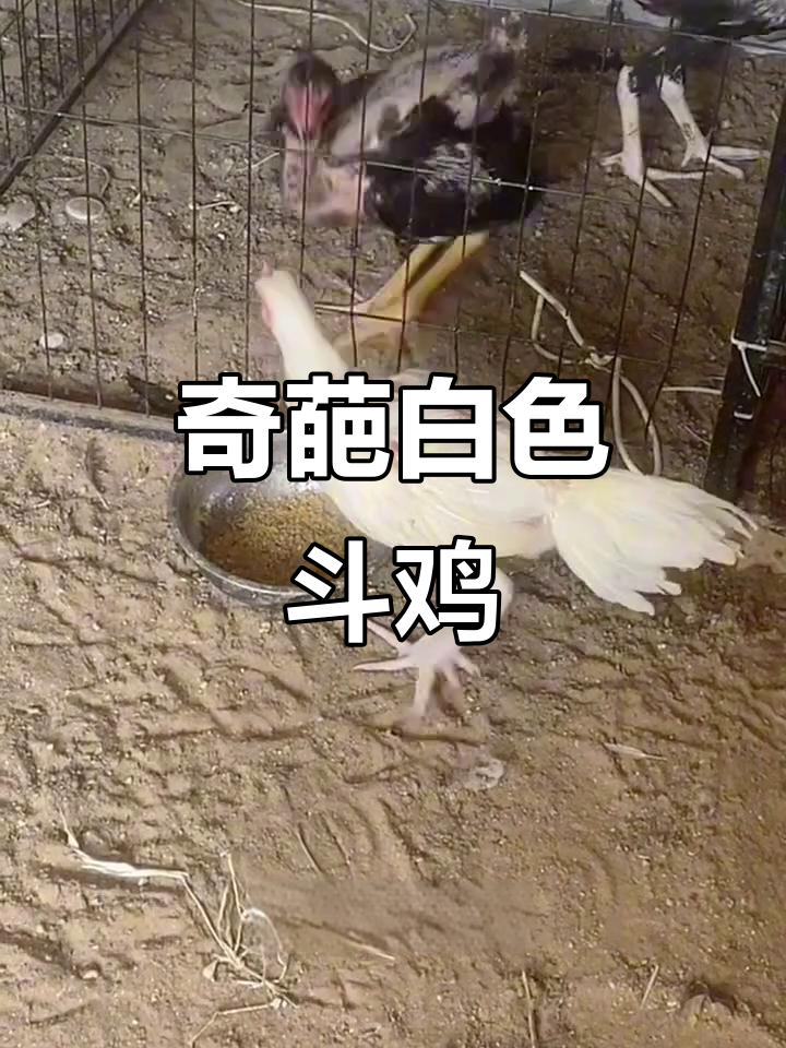 这只纯白斗鸡，竟然有“犯罪”基因？