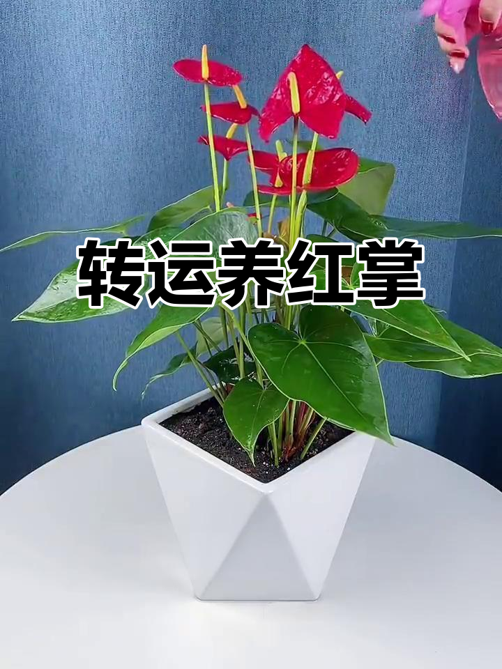 红掌寓意好运,财运滚滚来,养护零难度