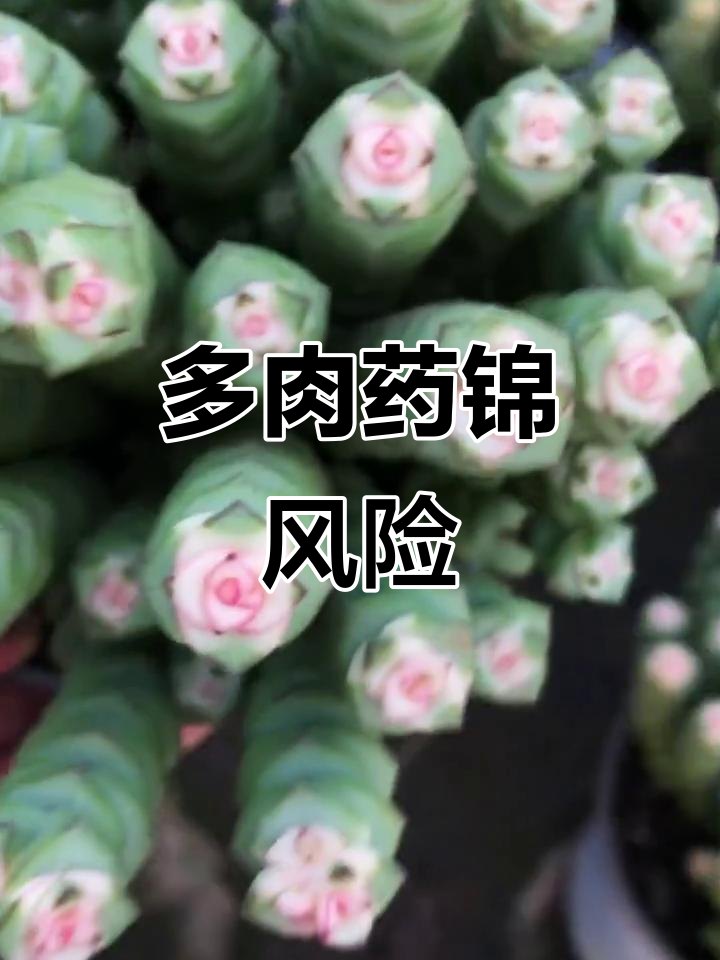 药锦多肉美丽背后隐藏风险,购买需谨慎