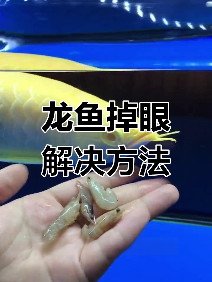 龙鱼掉眼怎么办?调整饲养技巧缓解症状