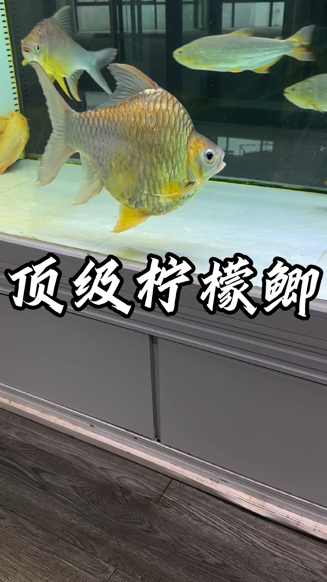 柠檬鲫 可爱的大圆饼