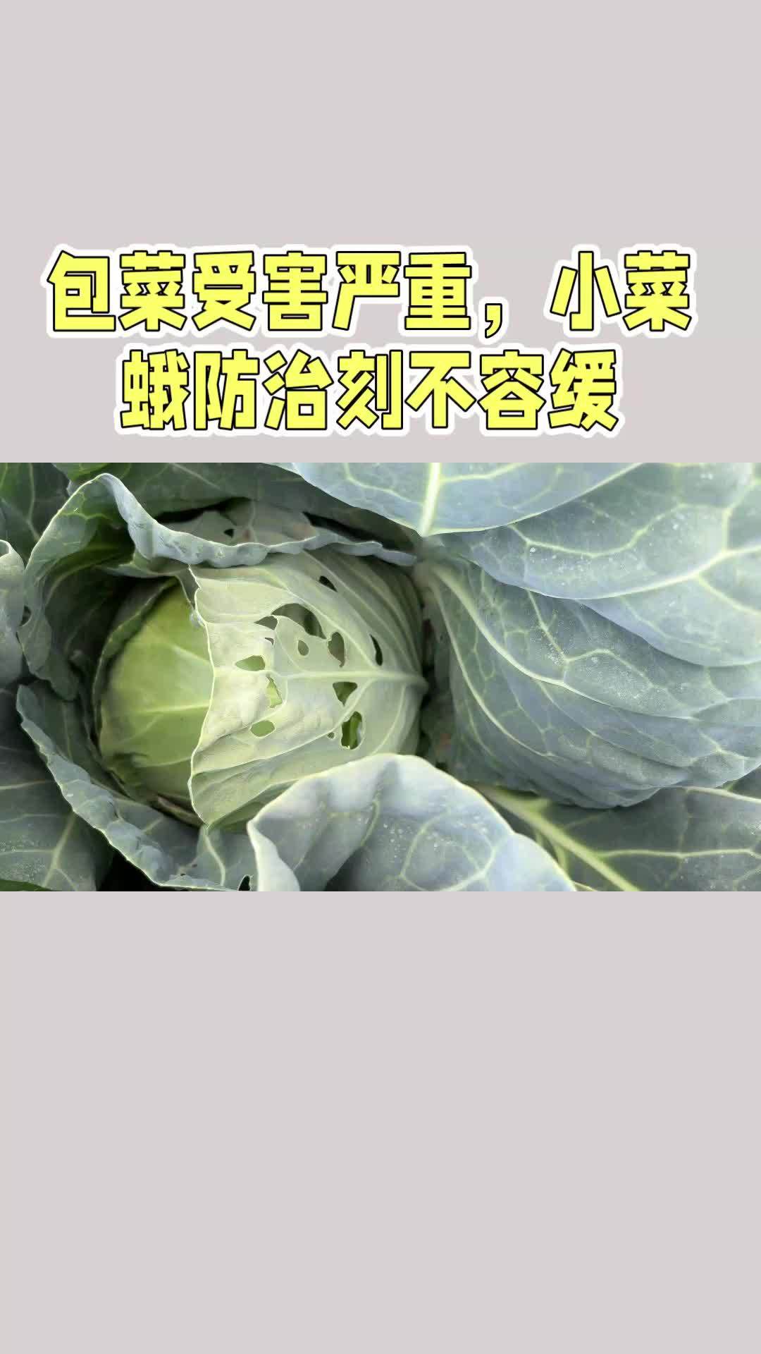 病虫害防治 包菜受害严重,小菜蛾防治刻不容缓 甘蓝 病虫害防治 蔬菜种植