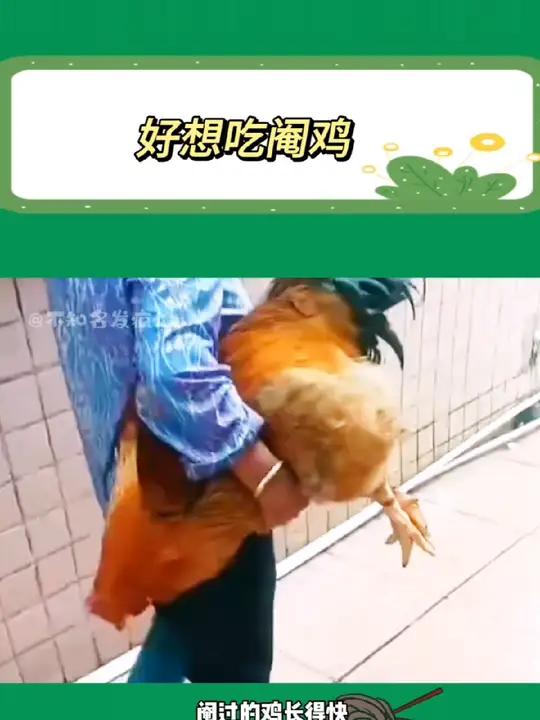 阉鸡 我的阉鸡啊 白切鸡联盟 阉鸡 华南f3