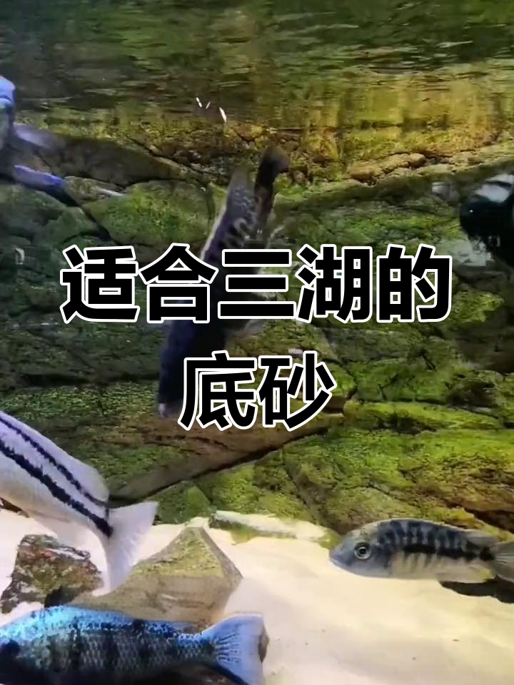 三湖慈鲷底砂选择指南:细沙更合适