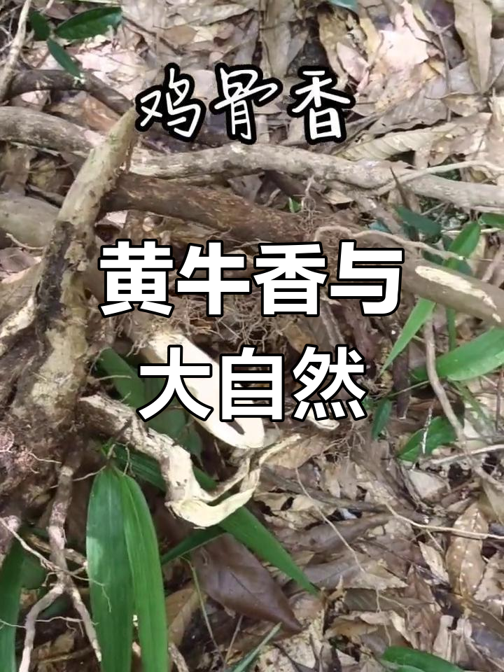 鸡骨香:大自然的馈赠,黄牛香的秘密