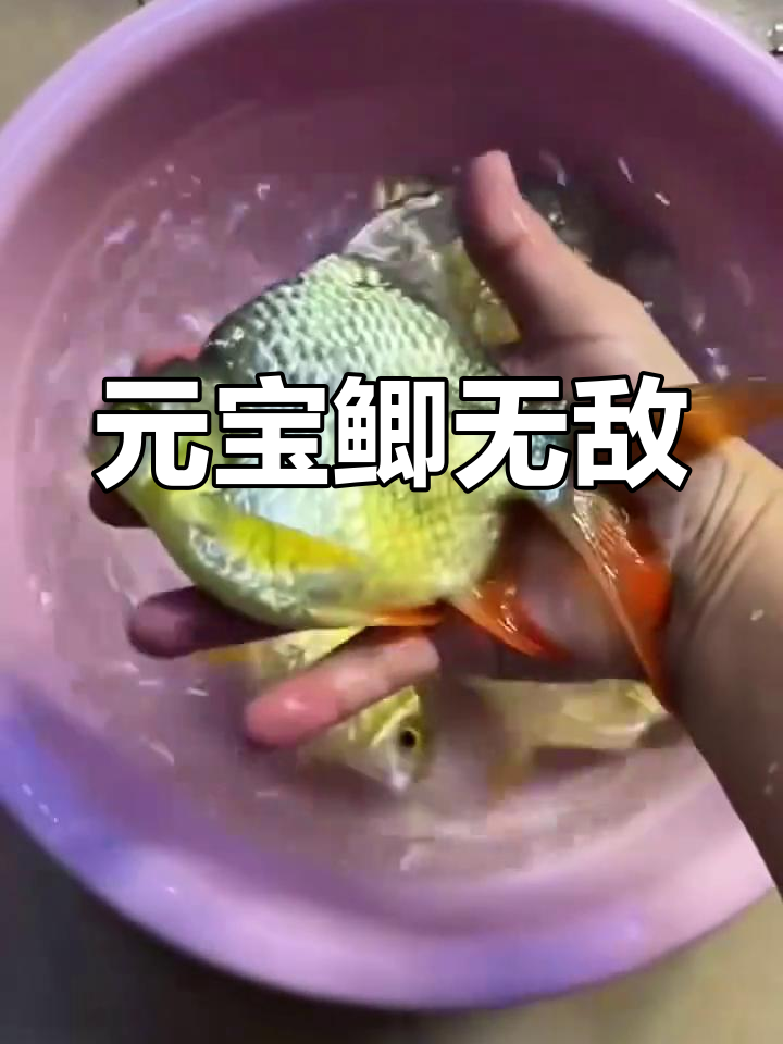 五只元宝鲫合体,科技鱼难以匹敌!