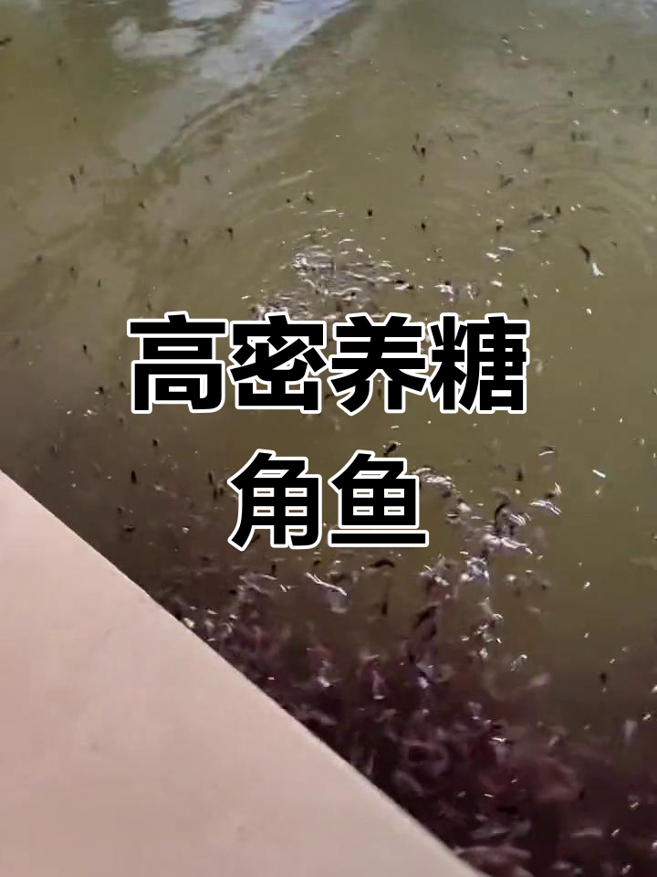 本地塘鲺鱼苗高密度养殖技术