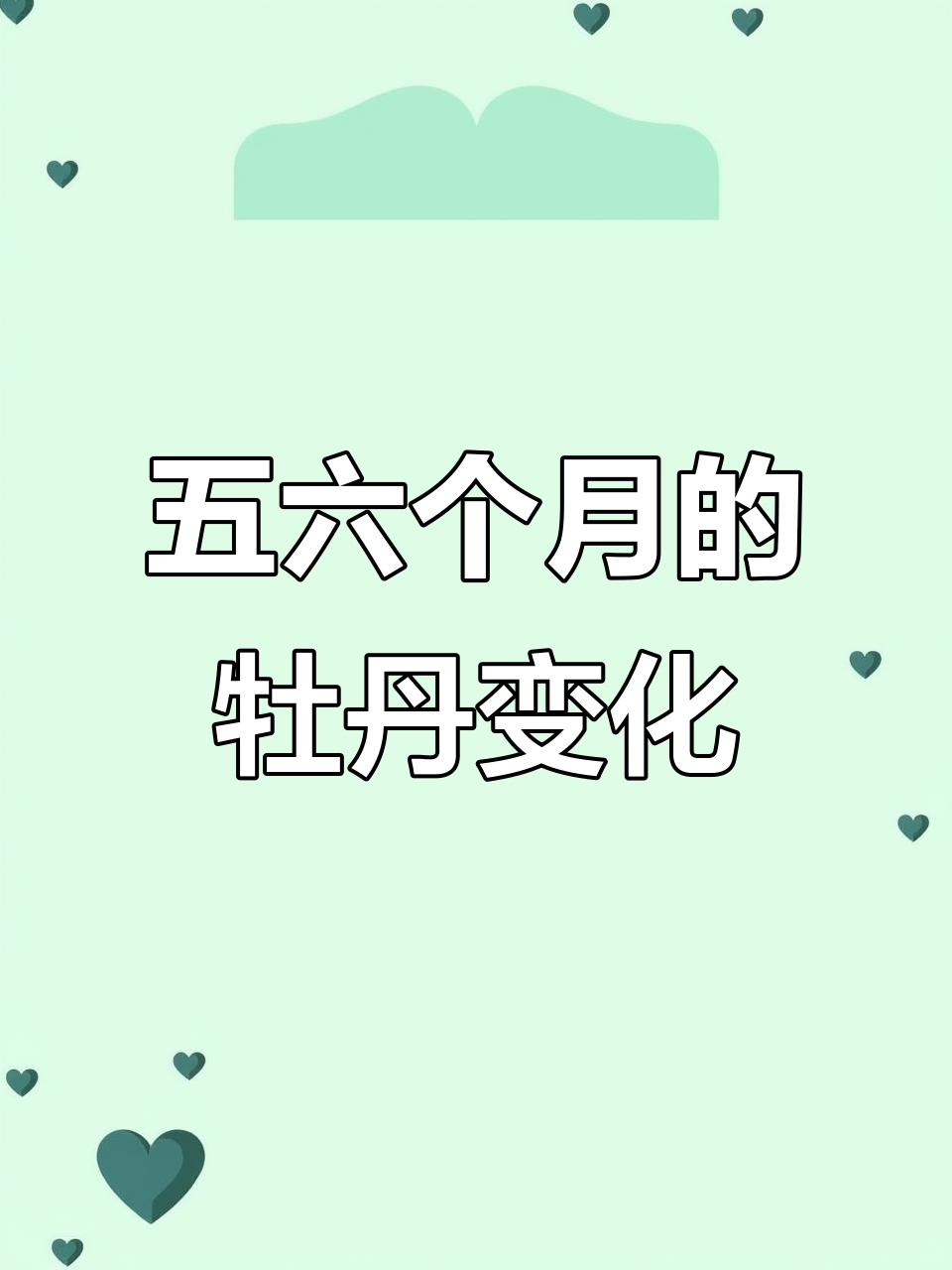 紫罗兰牡丹鹦鹉四五个月变脸,看看你的多大了?