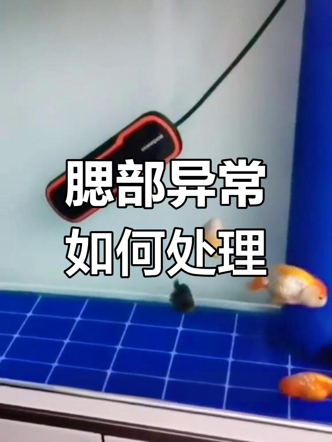 金鱼鳃病治疗全攻略