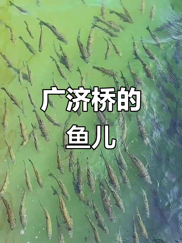 广济桥下的鱼群,温暖岁月里的美丽邂逅