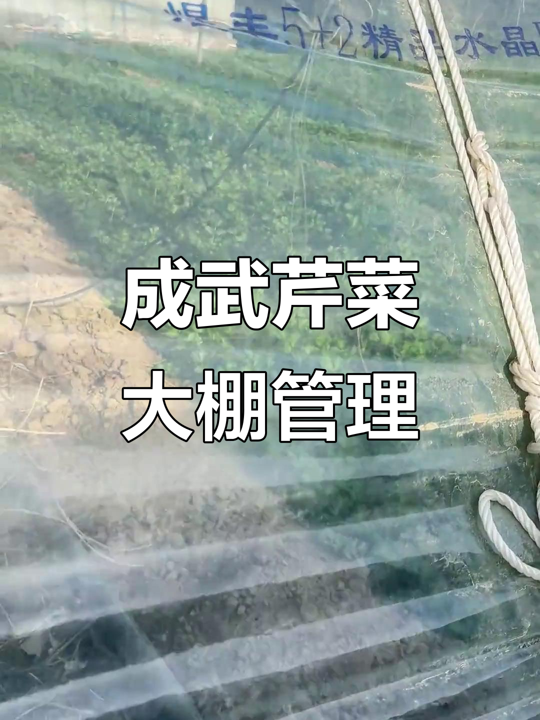 12月菏泽成武:300个大棚400亩芹菜管理迎挑战