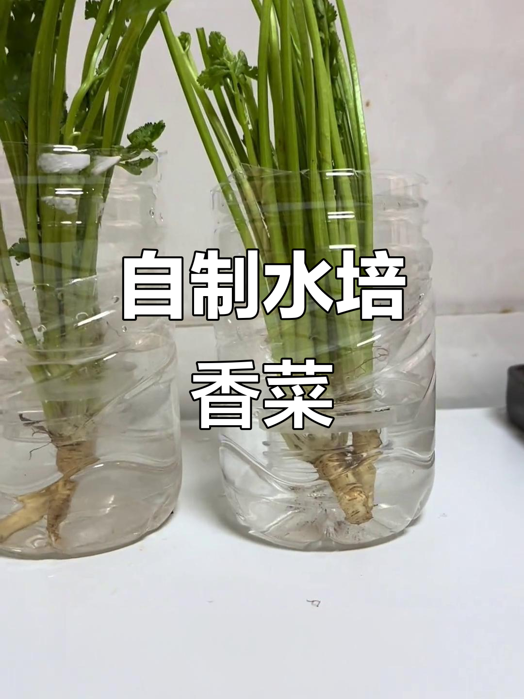 用水培法让香菜源源不断,简单又实用的小技巧