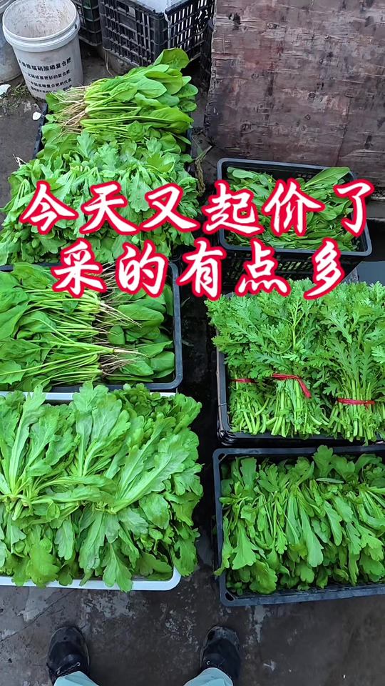 越涨价越多人要！纯天然绿色蔬菜种植技巧