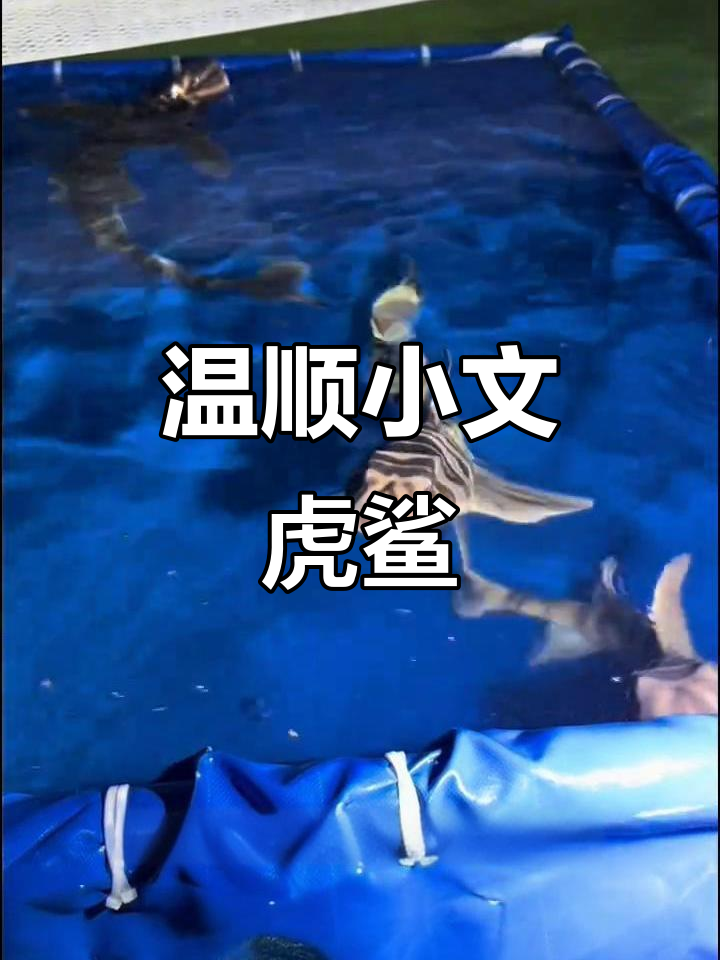 小文虎鲨:温顺小型底吸鲨,适合小缸饲养