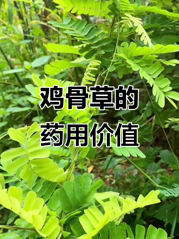 鸡骨草:春夏必备的广东传统药材,攀园灌木全株晒干备用