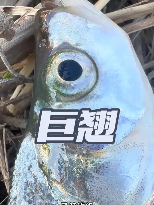 天越冷，风筝钓组越疯狂 天气越来越冷了，风筝钓组优势逐渐明显，远投，小饵不失泳姿，这神仙钓