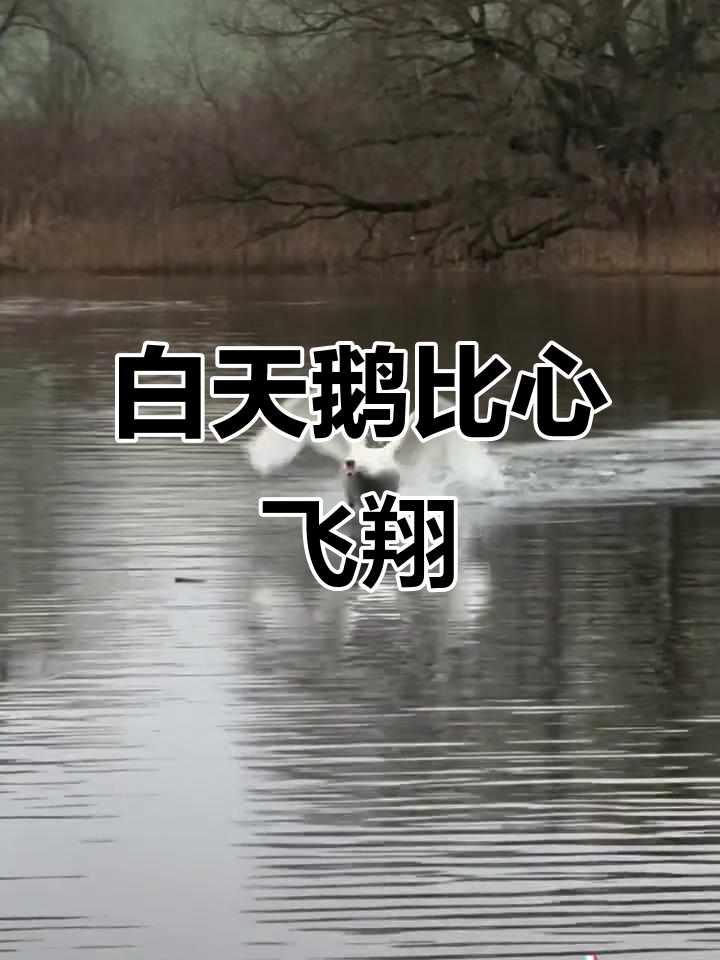 白天鹅飞奔而来,湖中央比个心,浪漫瞬间不容错过