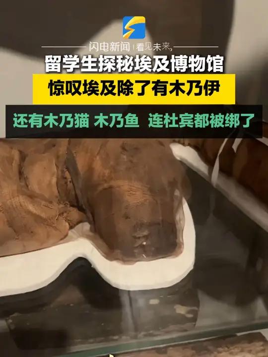 11月4日,意大利。留学生探秘埃及博物馆,惊叹埃及除了有木乃伊,还有木乃猫、木乃鱼,连杜宾