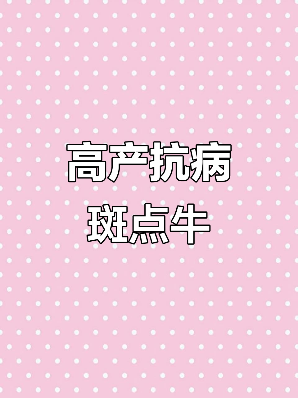 斑点公园牛:耐寒又高产,澳大利亚最爱的肉牛品种