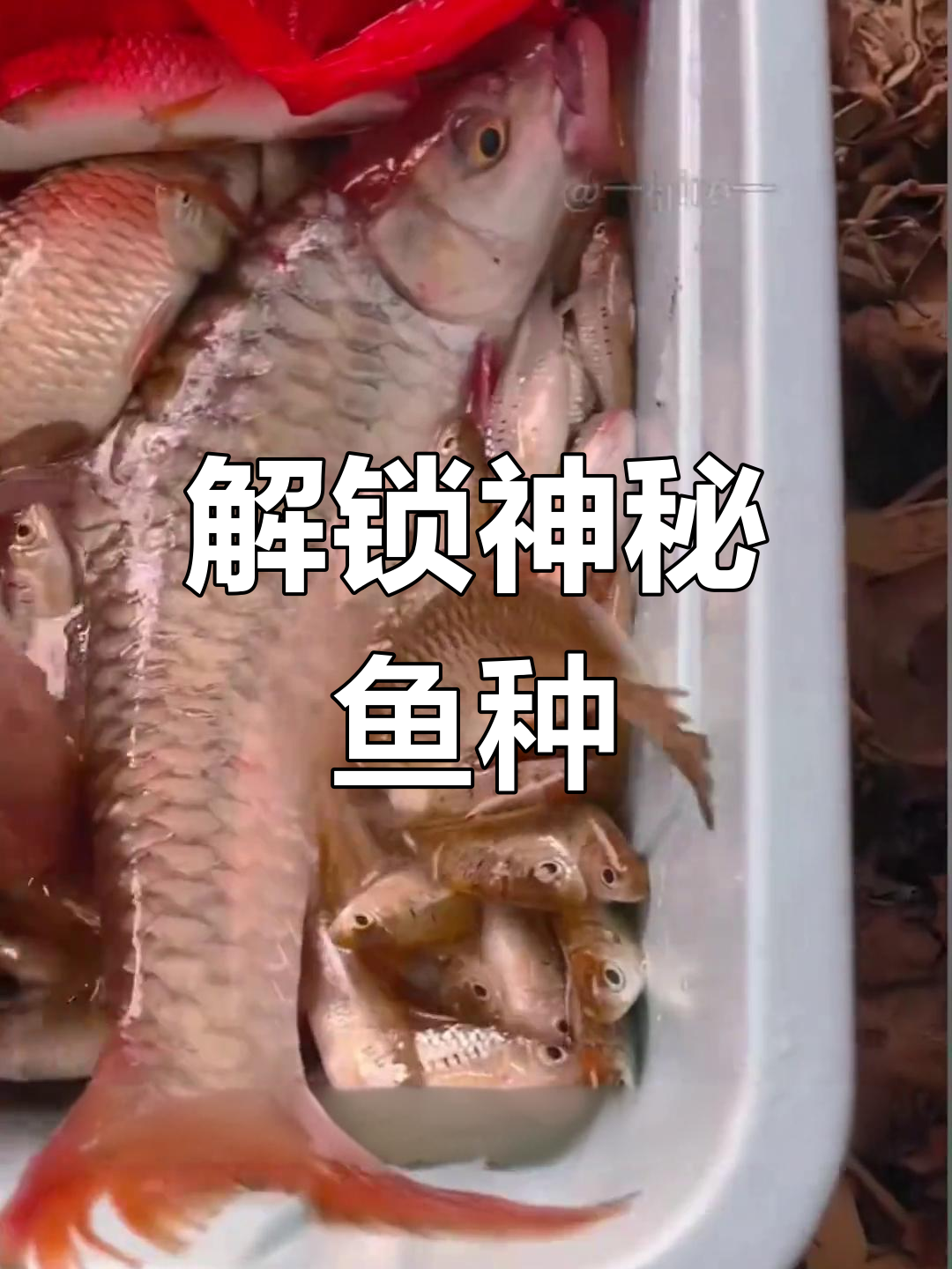 西双版纳独特鱼类解析