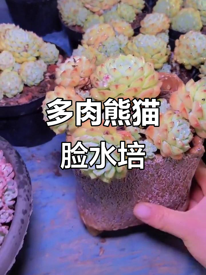 熊猫脸多肉，清新水培装饰新选择