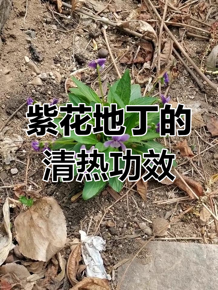 紫花地丁:一种能吃的野菜,清热解毒效果好