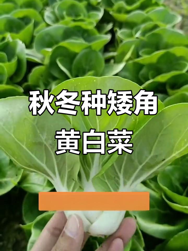 矮脚黄奶油白菜，秋季种植正当时！鲜嫩美味不容错过