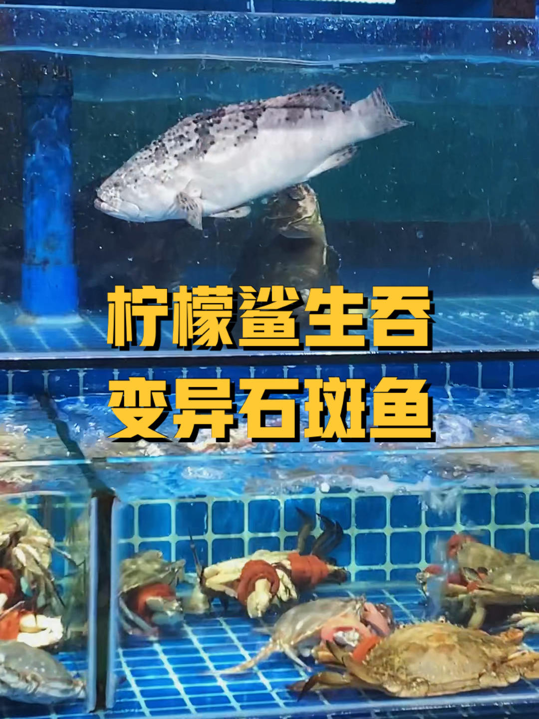 柠檬鲨生吞变异石斑鱼