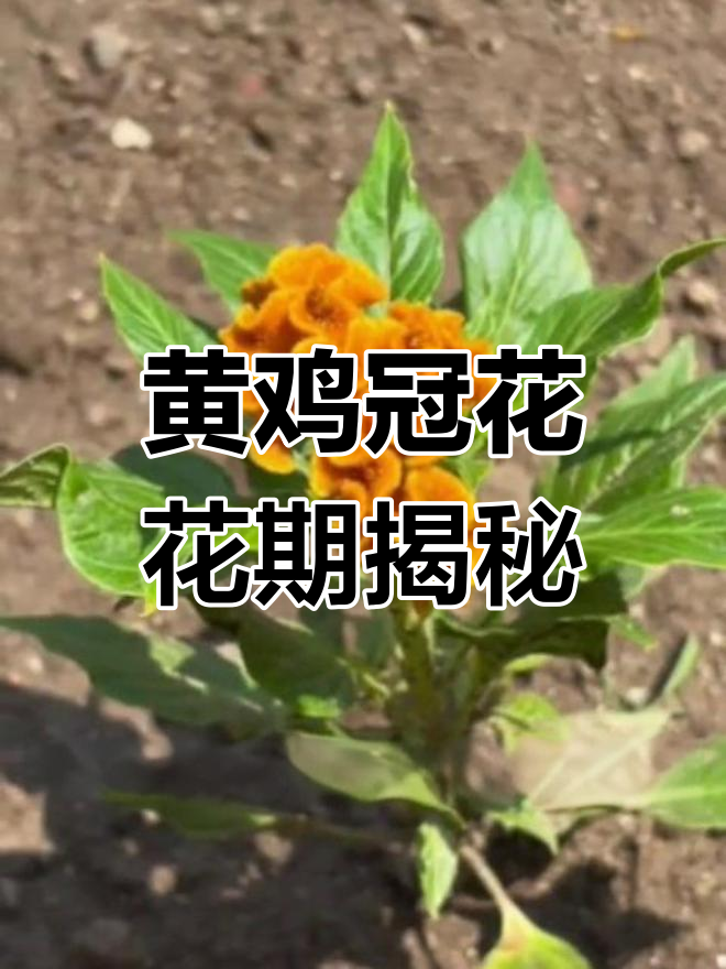 黄鸡冠花:一年生草本植物,别名红鸡冠、老来红
