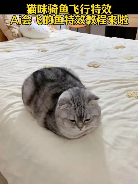 猫咪骑鱼飞走ai特效教程