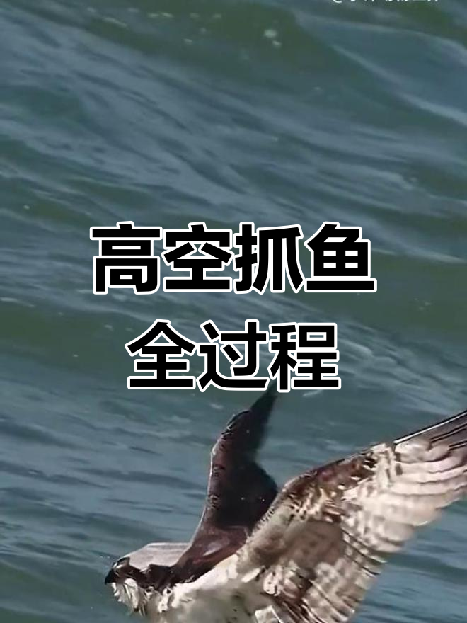 鱼鹰高空捕鱼的惊险瞬间