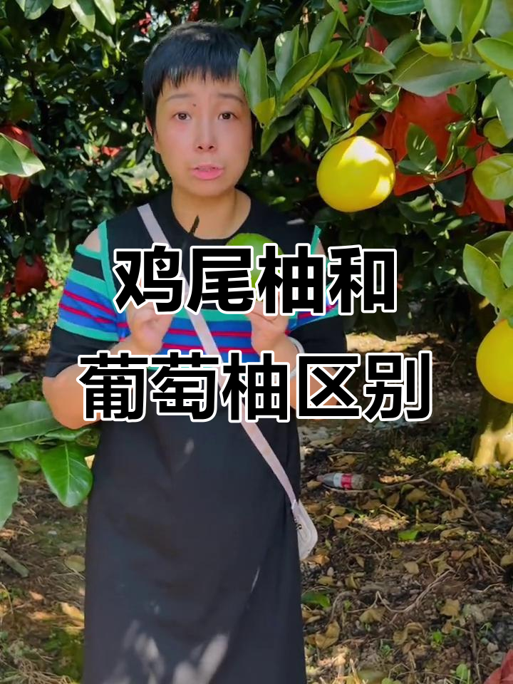 鸡尾柚与普通葡萄柚的区别:口感、水分大揭秘