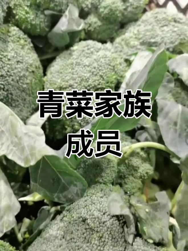 蔬菜家族大揭秘,你了解吗?